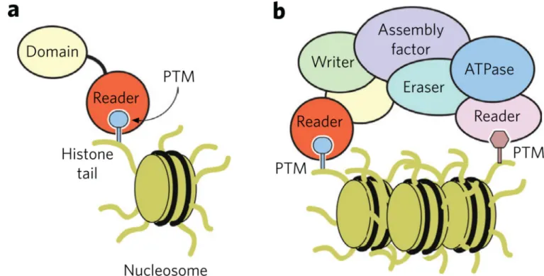 Figure 1. Recognition of epigenetic marks by histone readers
