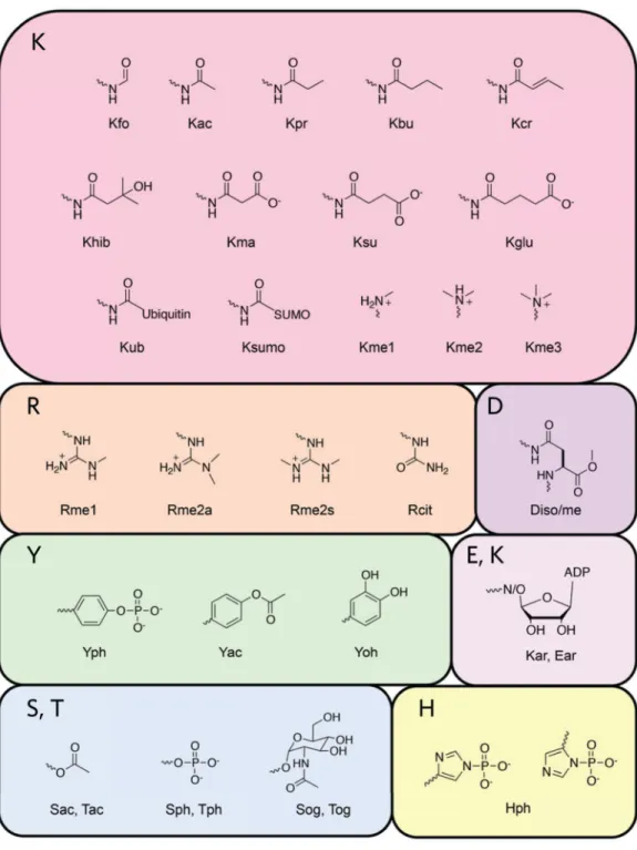 Figure 2. Modifications identified in histone proteins
