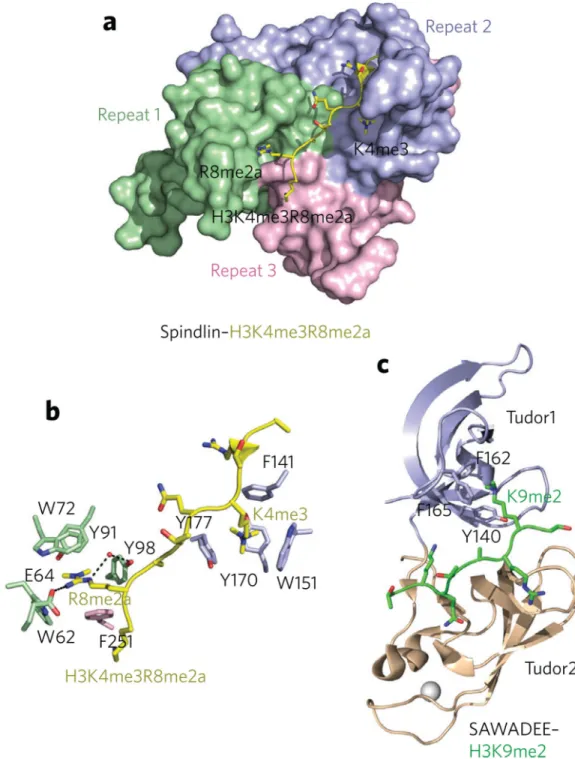Figure 4. New methyllysine readers