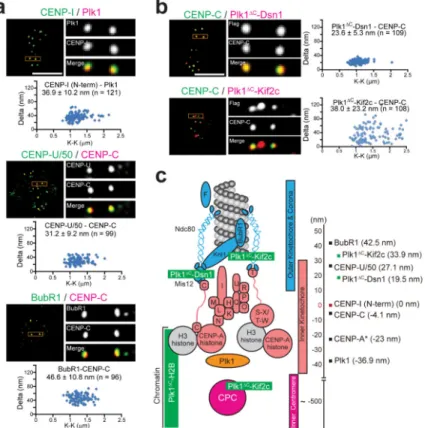Figure 2. High-resolution microscopy identifies discrete localization of endogenous Plk1 and  kinetochore-tethered Plk1 constructs along the kinetochore-centromere axis