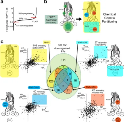 Figure 3. 10-plex TMT phosphoproteomic analysis of Plk1 partitioned by locale within the KT  axis