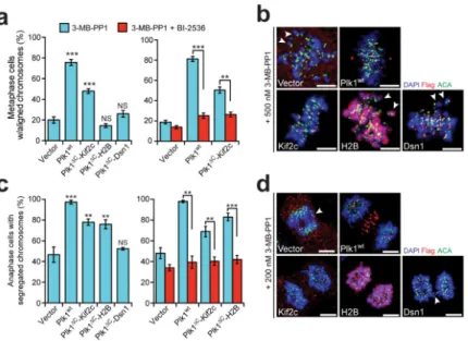 Figure 4. Restricting Plk1 activity along the kinetochore-centromere axis produces distinct  phosphoproteomic and functional signatures