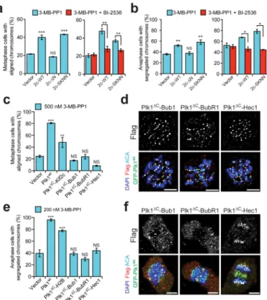 Figure 5. Outer kinetochore tethering of Plk1 fails to restore chromosome alignment or  segregation
