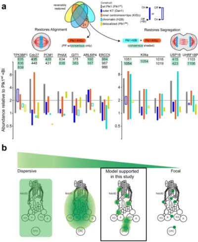 Figure 6. Functional/proteomic signatures and a model for Plk1 activity in the kinetochore (a) Phosphopeptides that are restored by constructs concordant with phenotypic rescue of  chromosome alignment (left) and accurate chromosome segregation (right)