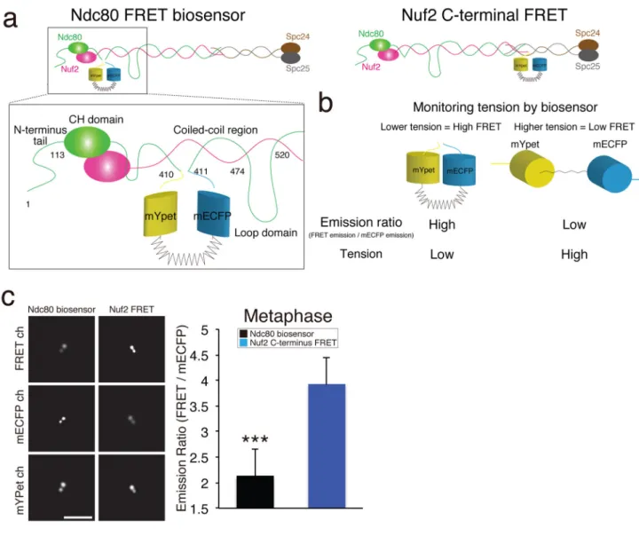 Figure 1. The Ndc80 FRET Biosensor detects tension at the N-terminus of Ndc80 in vivo