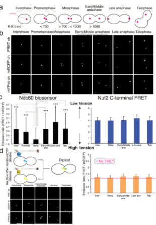 Figure 2. Tension during cell cycle monitored by Ndc80 FRET biosensor