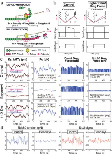 Figure 5. Mechanical model and computer simulations for the Ndc80 force coupler at  kinetochores of bi-oriented chromosomes in metaphase budding yeast