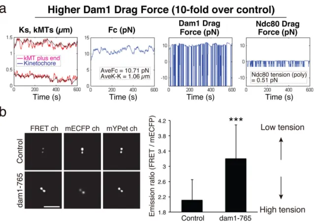 Figure 6. The tension at Ndc80 MTBDs is dependent on Dam1 drag force