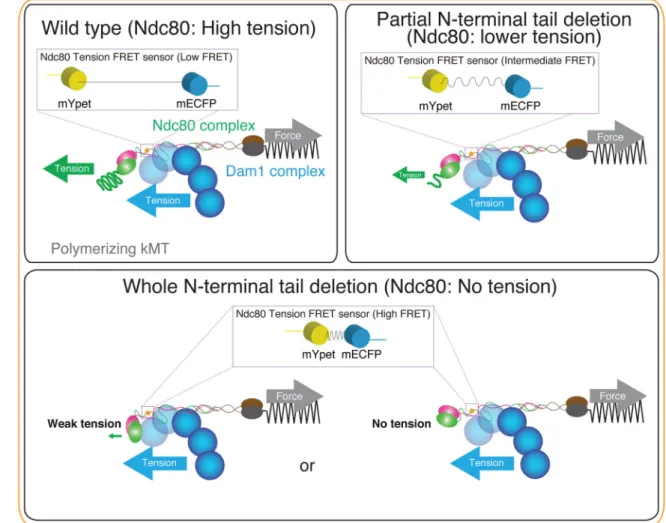 Figure 7. Schematic of Force Coupler model in budding yeast metaphase