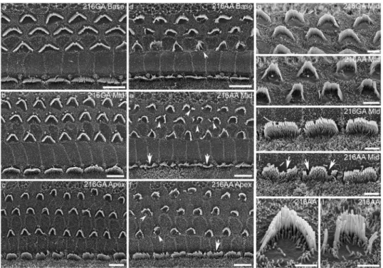 Figure 1. Scanning electron microscopy of the organ of Corti in Ush1c c.216G>A mice at P8 (a–f) Basal, middle and apical regions of the organ of Corti were imaged in P8 c.216GA (n =  3 mice) and c.216AA (n = 4 mice) mice