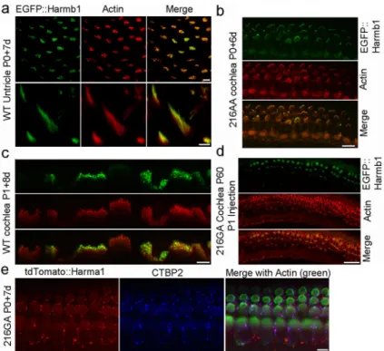 Figure 3. Expression and localization of fluorescently labeled harmonin in tissues exposed to  adeno-associated viral vectors in vitro and in vivo