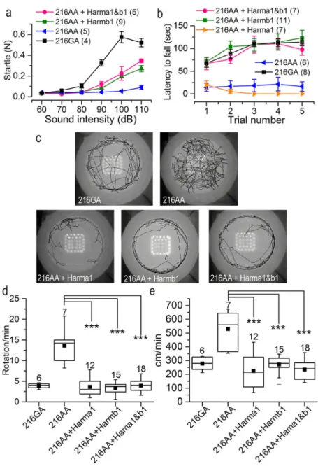 Figure 6. Startle response, rotarod performance and open field behavior recovery in mice  injected at P1 with a1 and  AAV2/Anc80L65.CMV.harmonin-b1