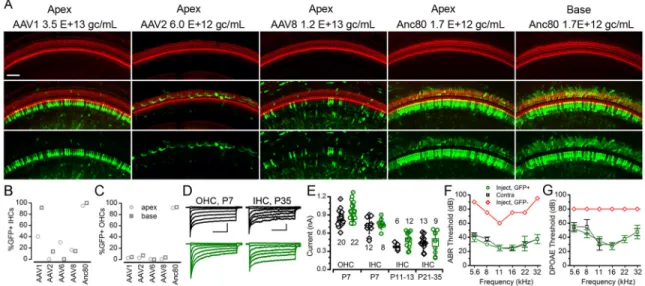 Figure 2. In vivo cochlear transduction of natural AAV serotypes and Anc80L65