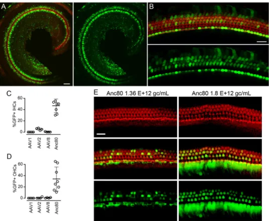 Figure 3. Extensive Inner and Outer Hair Cell transduction in murine cochleas with Anc80L65 Low- (A) and high (B) magnification image of the entire apical portion of a mouse cochlea  injected at P1 with 1 μL of Anc80L65-eGFP at 1.70 × 10 12  GC/mL