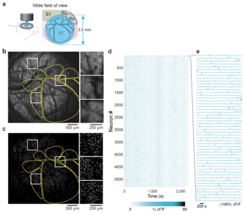 Figure 3. Two-photon imaging of neural activity across 9.6 mm 2  of mouse cortex with single  neuron resolution