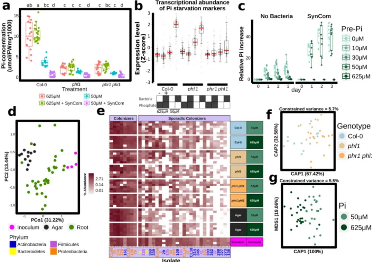 Figure 2. A bacterial Synthetic Community (SynCom) differentially colonizes PSR mutants a, Pi concentration in shoots of plants grown on different Pi regimens with or without the  SynCom