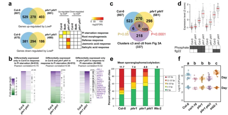 Figure 4. Loss of PHR1 activity results in enhanced activation of plant immunity
