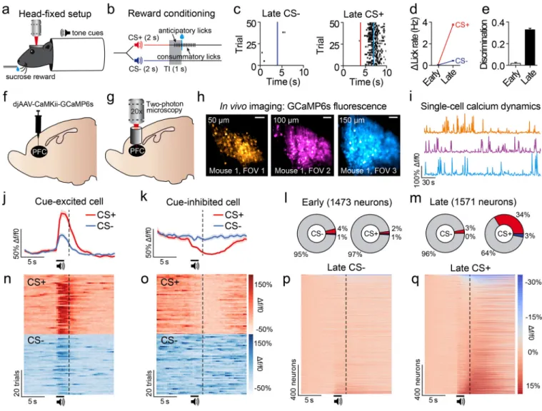 Figure 1. PFC neurons show heterogeneous responses to reward-predictive cues