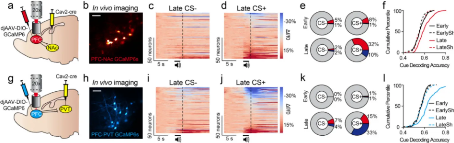 Figure 2. PFC projection neurons have opposing responses to reward-predictive cues a,b, Viral strategy (a) allowed recordings of PFC-NAc::GCaMP6s neurons (Early, n=84  neurons; Late, n=101 neurons; n=4 mice) in vivo (b)