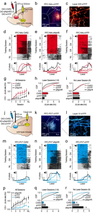Figure 4. Activity in corticothalamic neurons controls acquisition of conditioned reward seeking a–c, Viral strategy (a) for PFC-NAc optogenetics experiments resulted in eYFP expression  in PFC-NAc neurons (b,c)