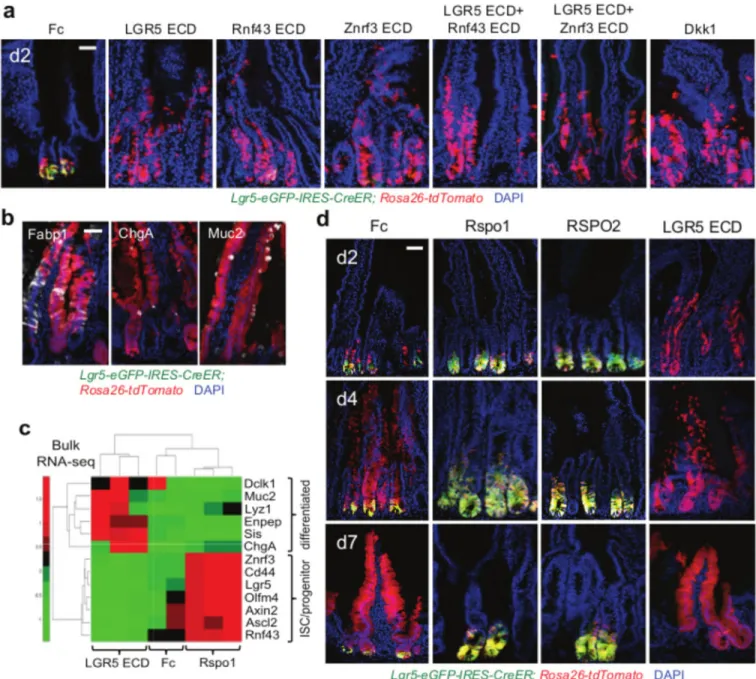 Figure 2. Lineage tracing of Lgr5-eGFP +  ISCs upon systemic Rspo inhibition versus  overexpression