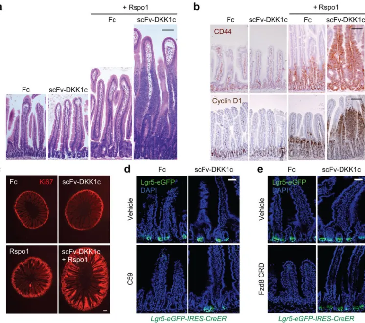 Figure 3. Wnt analog scFv-DKK1c synergizes with Rspo to activate intestinal proliferation and  substitutes for endogenous Wnts to maintain Lgr5 +  ISCs