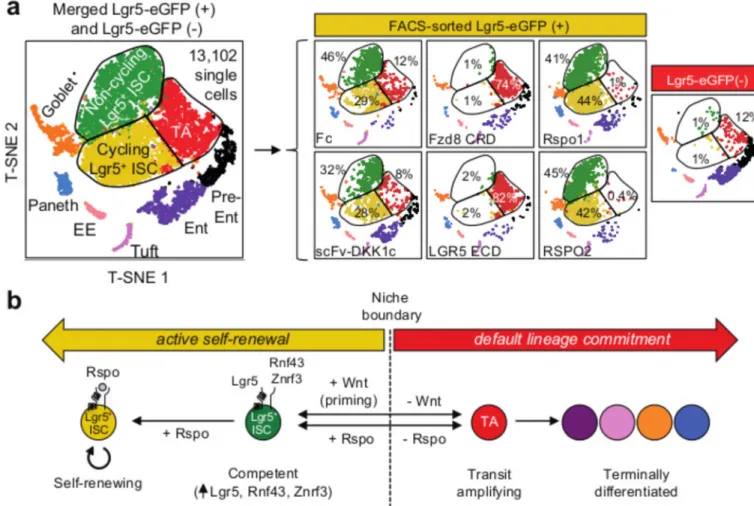 Figure 5. Single-cell transcriptomics of FACS-sorted Lgr5-eGFP(+) cells following in vivo Wnt  versus Rspo modulation