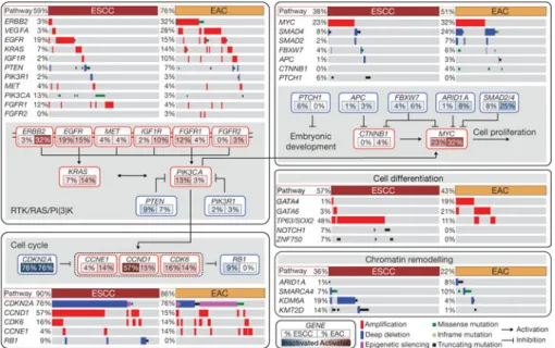 Figure 2. Integrated molecular comparison of somatic alterations across oesophageal cancer Mutations and SCNAs for selected genes and CDKN2A epigenetic silencing are shown for  EACs and ESCCs