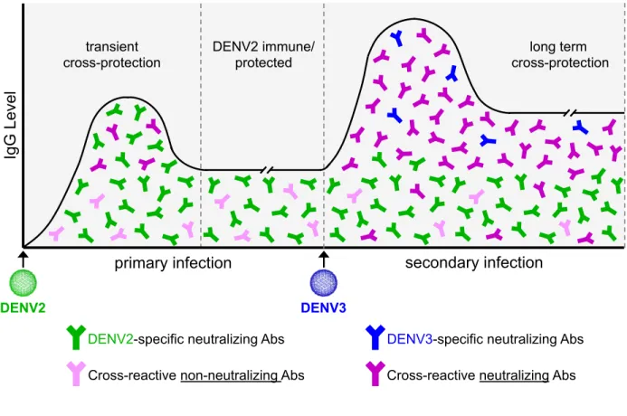Figure  1.2.  Antibody  response  following  DENV  infection.  Following  primary  DENV2  infection,  there  is  an  IgG  response  composed  of  neutralizing  DENV2  serotype-specific  antibodies, a transient population of reactive neutralizing antibodies