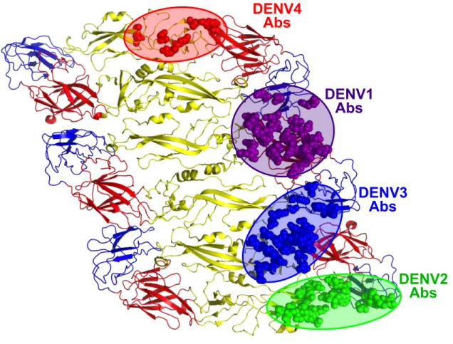 Figure  1.4.  Epitopes  recognized  by  DENV  serotype-specific  human  neutralizing  MAbs