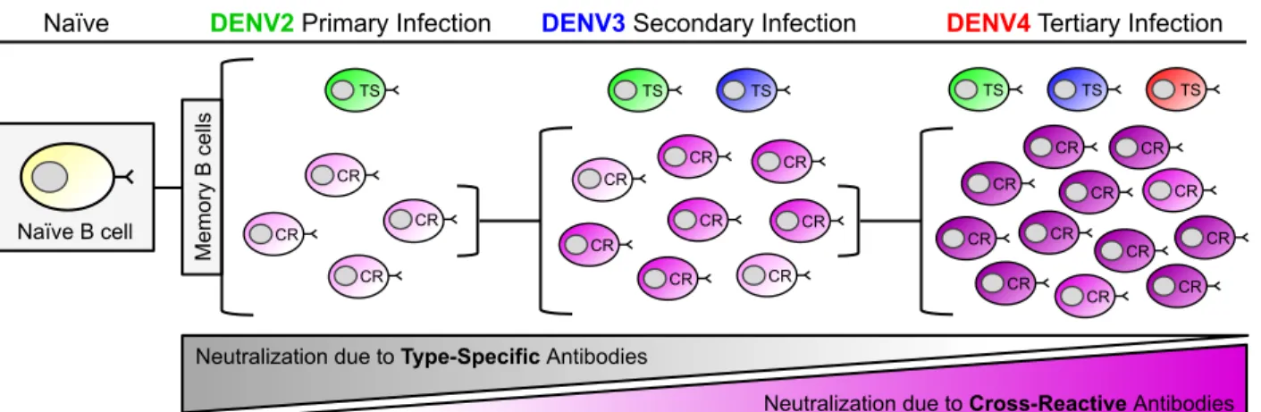 Figure  1.6.  Model  of  B-cell  maturation  following  sequential  DENV  infections.  With  each  successive  DENV  infection,  the  ratio  of  serotype-specific  (TS)  and  cross-reactive  (CR)  antibodies that contribute to DENV neutralization changes