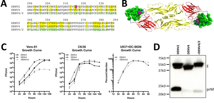 Figure  2.1.  Design  and  characterization  of  rDENV4/2.  (A)  Amino  acid  alignment  of  DENV2  and DENV4 linear envelope domain III (EDIII) sequence, residues 296-395 of entire E sequence  (99  aa  total)