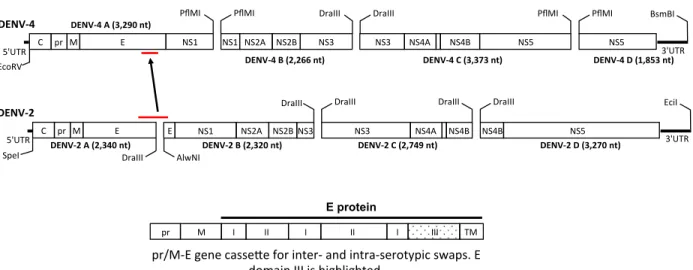 Figure  2.2.  DENV4  infectious  clone.  Reverse  genetics  system  for  manipulating  DENV4  genome