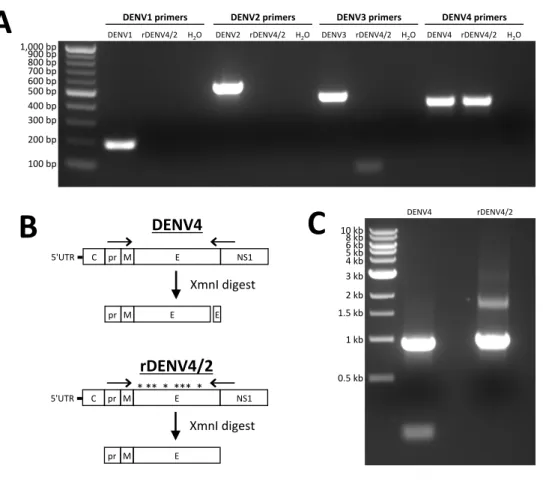 Figure  2.7.  Validation  of  recombinant  virus  purity.  (A)  Viruses  were  grown  in  C6/36  cells,  culture supernatant was collected and centrifuged to remove any cellular debris