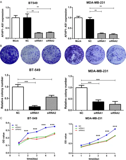 Figure 2. The effects of AFAP1-AS1 on TNBC cell proliferation. A. siRNA knockdown efficiency of AFAP1-AS1 expres-sion in BT-549 and MDA-MB-231 cells by qRT-PCR