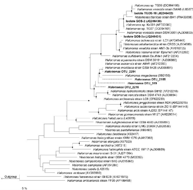 Figure 14. Neighbor-joining phylogenetic tree. The tree, which uses the Jukes-Cantor model of  evolution, is based on 16S rRNA gene sequences (>1,200 bp) showing the relationships between  isolates GOS-2, GOS-3a, TGOS-10 and representatives of related t