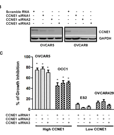 Figure 3: Ovarian cancer cells with elevated CCNE1 expression is sensitive to CCNE1 knockdown