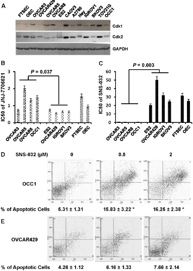 Figure 4: Cdk2 inhibitor SNS-032, but not Cdk1 inhibitor JNJ-7706621 selectively inhibits growth of ovarian cancer cells with elevated CCNE1 expression by inducing apoptosis