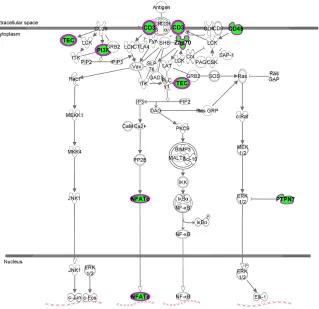 Figure 4: A. Graphic representation of canonical pathways according to OSCC differentially expressed genes