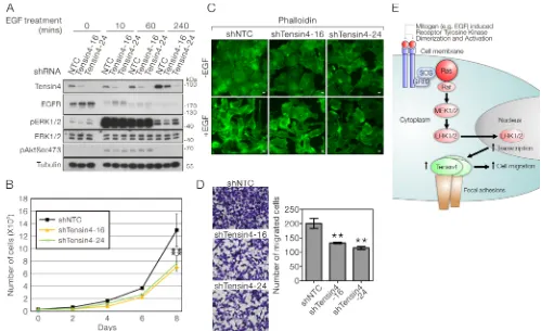 Figure 6: Stable Tensin4 knockdown suppressed HCC cell proliferation and EGF-induced cell migration