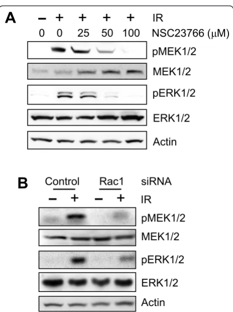 Figure 6 Rac1 inhibition abolishes IR-induced activation ofMEK1/2 and ERK1/2. (A) MCF-7 cells were incubated withincreasing doses of NSC23766 for 1 hour at 37°C, exposed to 20-GyIR, and incubated for additional 15 minutes