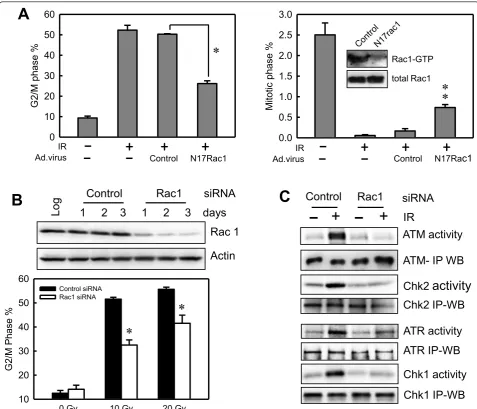 Figure 5 Inhibition of Rac1 by N17Rac1 mutant or Rac1 siRNA diminishes IR-induced Gthe indicated times and analyzed for protein levels of Rac1 and Actin