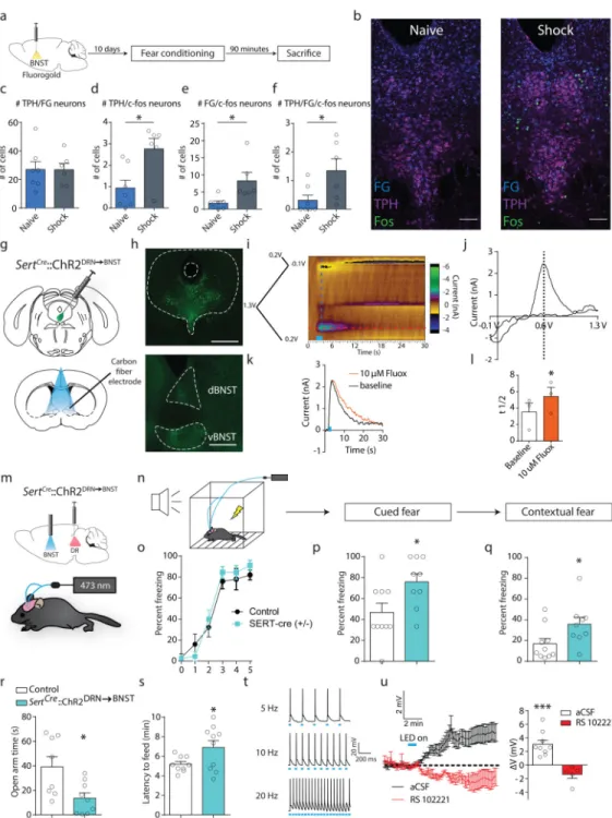 Figure 1. Optogenetic identification of a 5-HT DRN→BNST  projection that elicits anxiety and  fear-related behavior.