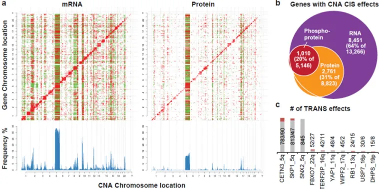 Figure 2. Effects of copy number alterations (CNA) on mRNA, protein, and phosphoprotein  abundance