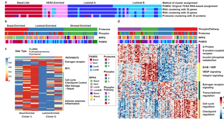 Figure 3. Proteomic and phosphoproteomic subtypes of breast cancer and subtype-specific  pathway enrichment