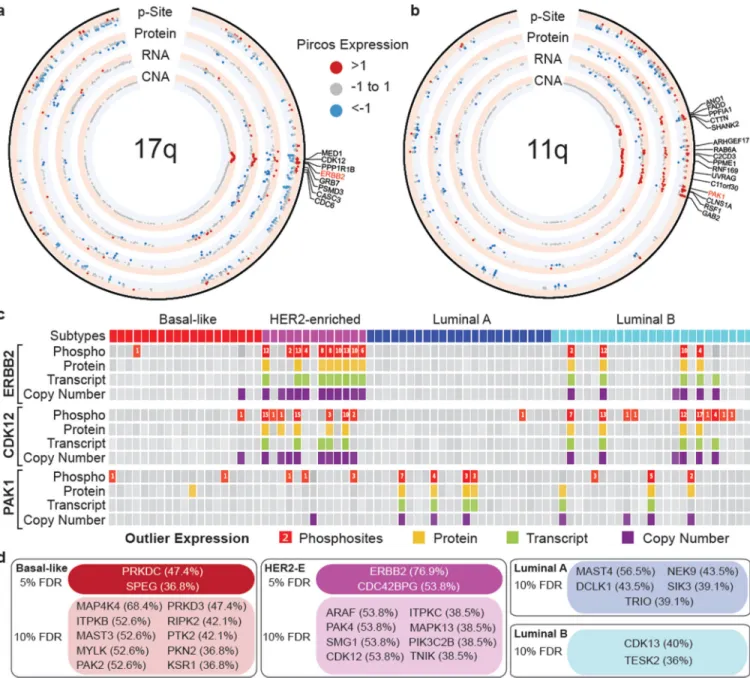 Figure 4. Example analyses of aberrantly regulated kinases in human breast cancer a and b, PIRCOS (Proteogenomics CIRCOS) plots showing CNA, RNA, protein and  phosphosite expression for 17 tumors with amplification in 17q (ERBB2 CNA>1) and 8  tumors wit