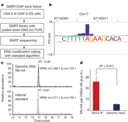 Figure 1. A SMRT-ChIP approach identified N6-mA in mammalian genomes