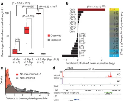 Figure 4. N6-mA is enriched at young full-length L1 elements, which are located in the vicinity of  the downregulated genes in Alkbh1 knockout ES cells