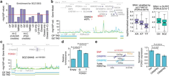 Figure 4. Functional validation of schizophrenia risk genes predicted by Hi-C a, Over-representation of schizophrenia risk genes with downregulated genes in 