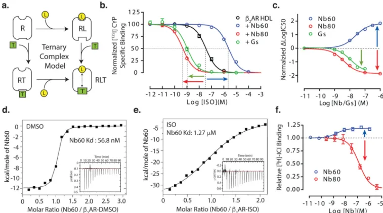 Figure 1. Allosteric nanobodies have opposing effects on agonist affinity for the β 2 AR (a) Schematic of the ternary complex model (TCM)